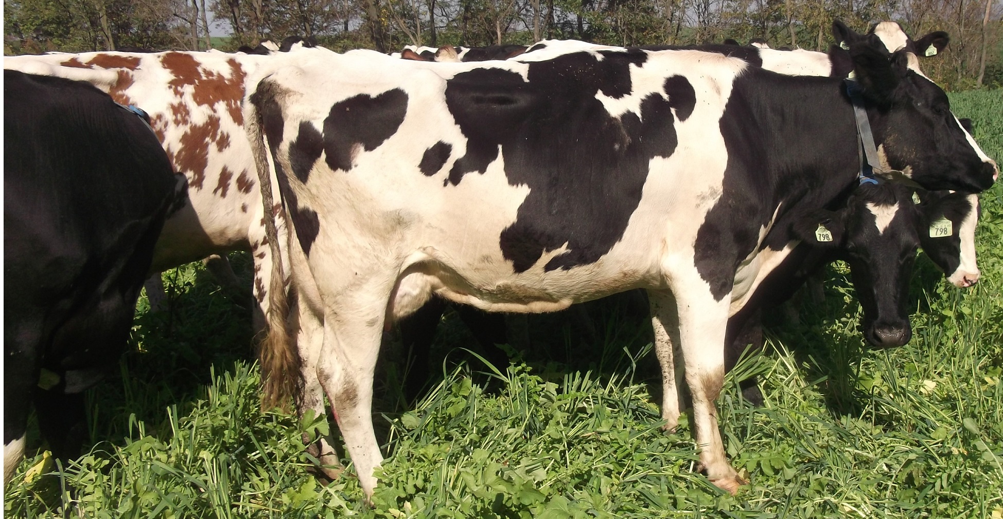 Holstein ,Milking cows, bred,replacement  heifers and calves